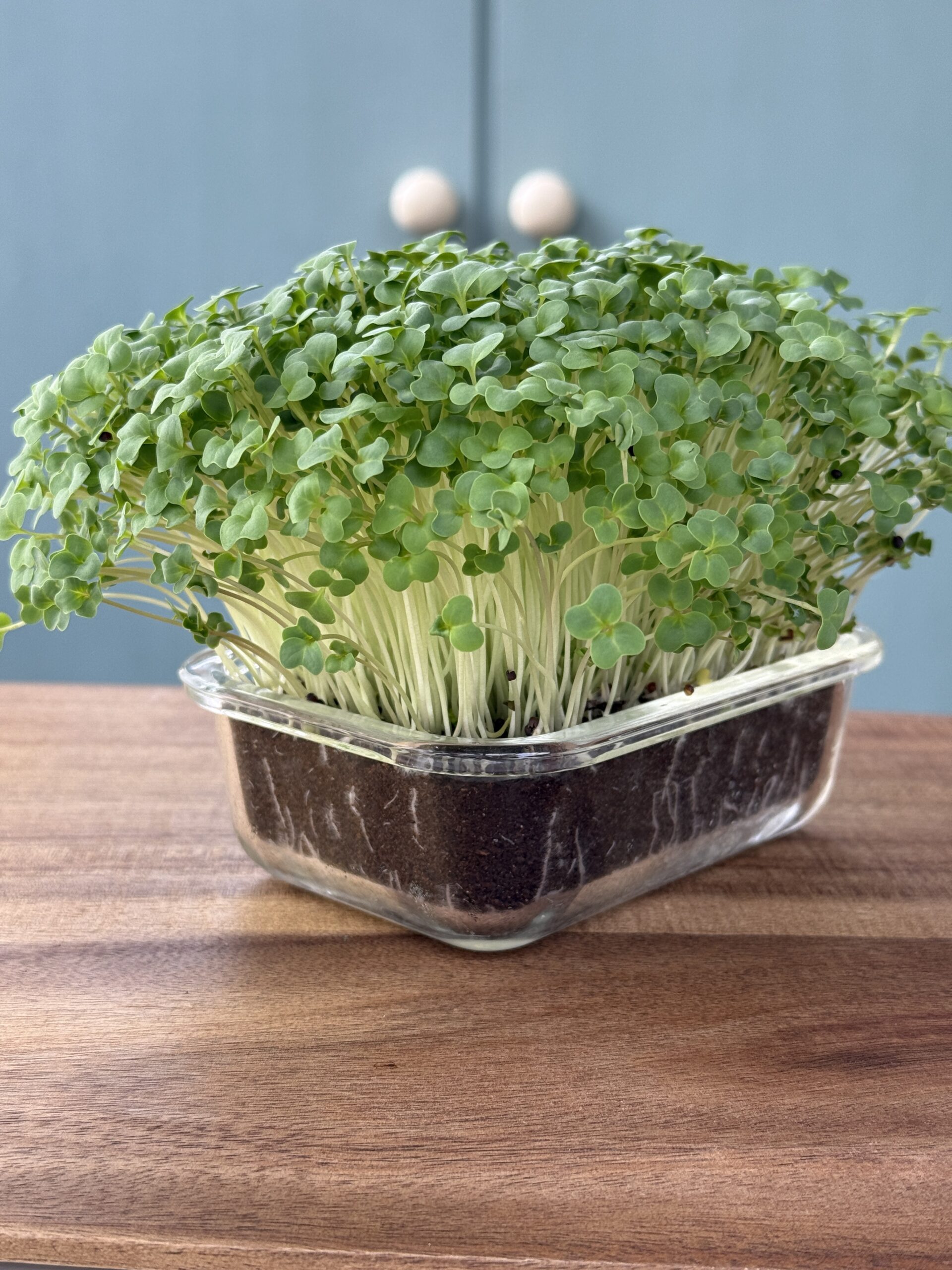 Broccoli Microgreens