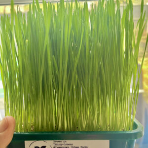 fresh wheatgrass tray — living & same day cut | downtown urban farm