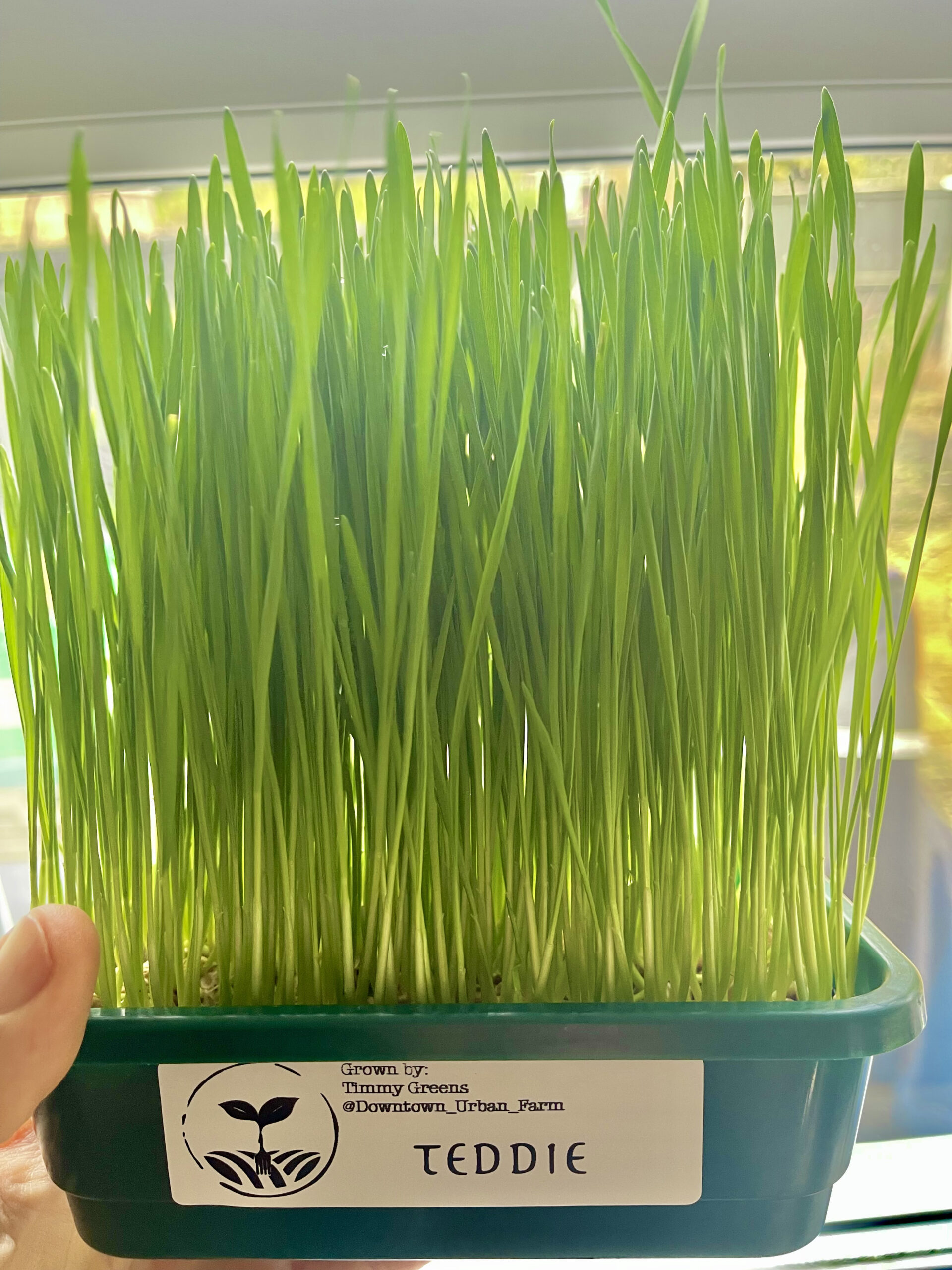 fresh wheatgrass tray — living & same day cut | downtown urban farm fresh wheatgrass tray — living & same day cut | downtown urban farm