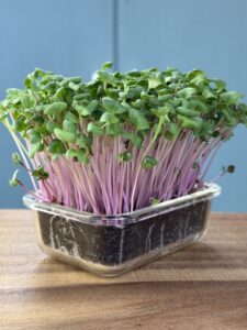 China Rose Radish Microgreens — Fresh Cut | Downtown Urban Farm img 7816