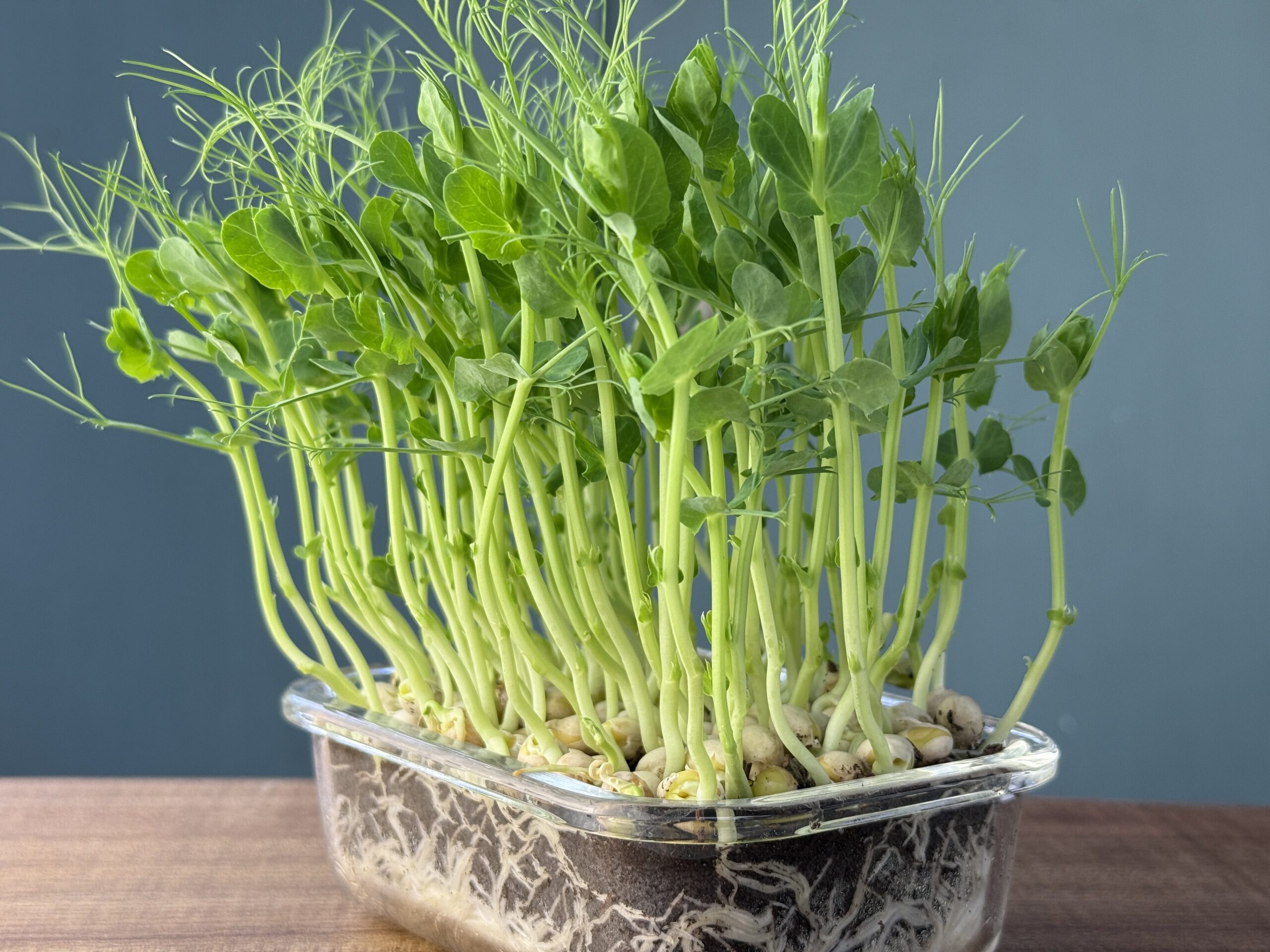 Pea Shoots