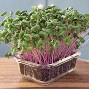 radish