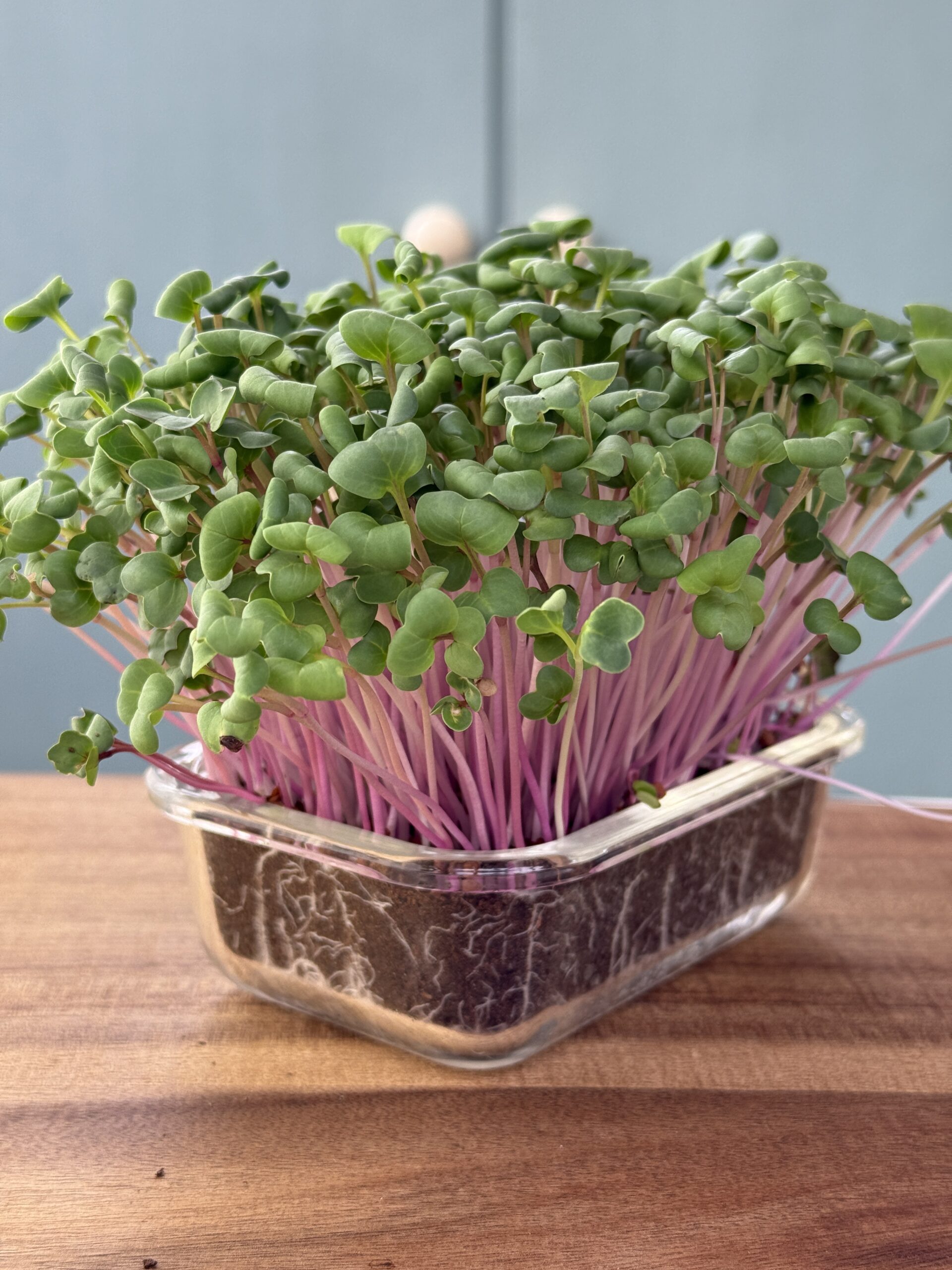 Radish Microgreens