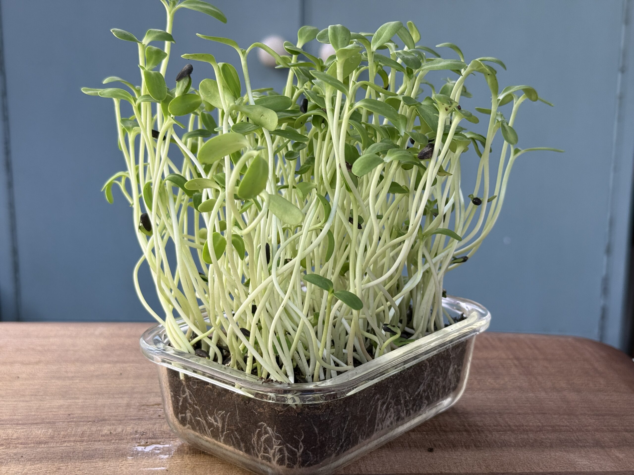 Sunflower Microgreens