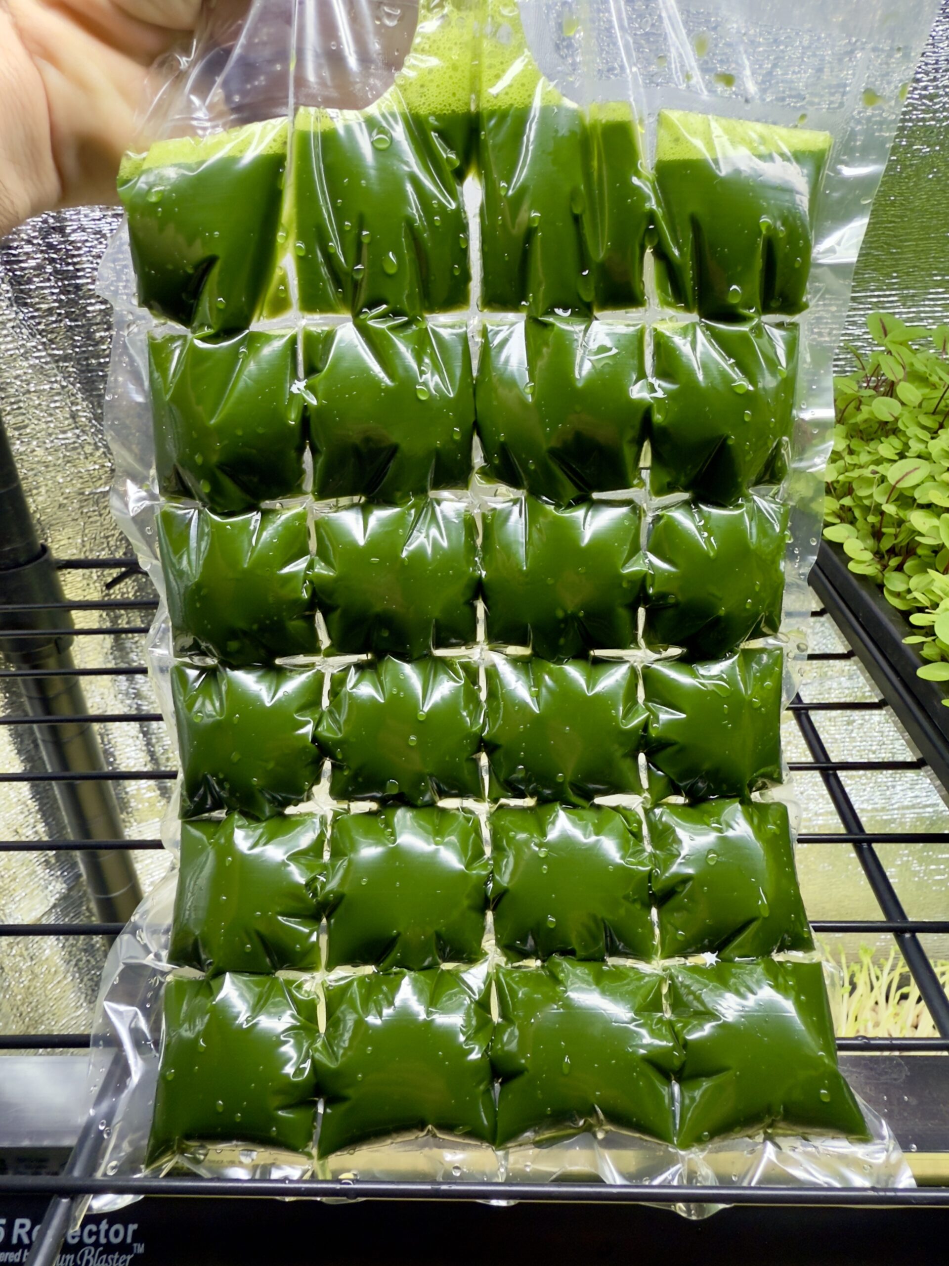 Wheatgrass Ice Cubes